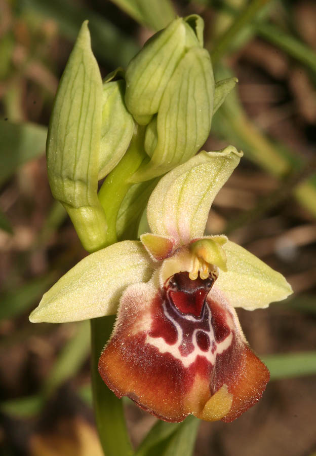 Ophrys oxyrrhynchos, Ophrys lacaitae e loro ibrido